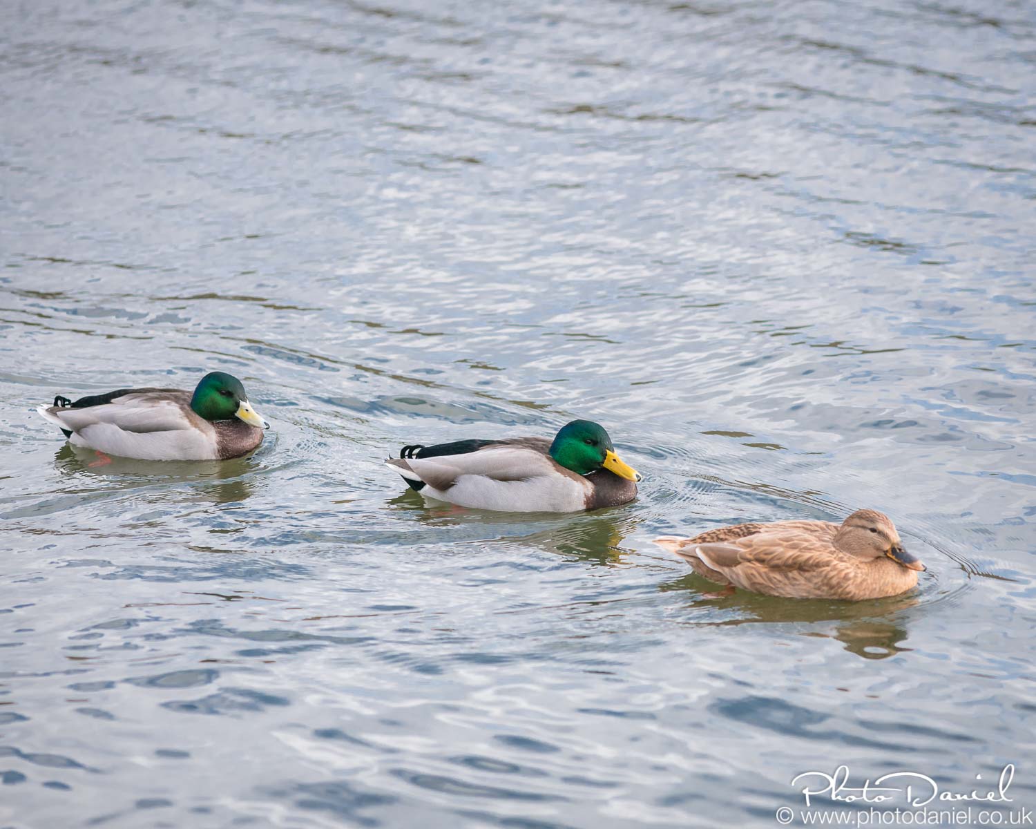 Wildlife near me, WildLondon Project by PhotoDaniel